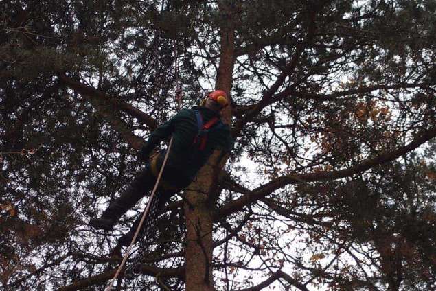 bomen rooien 